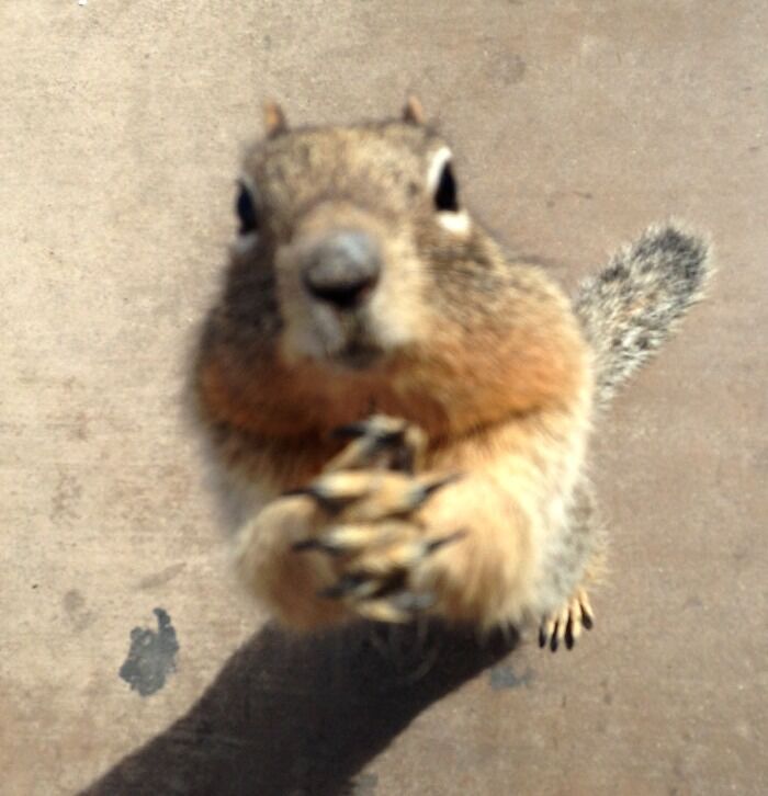 A squirrel begging something