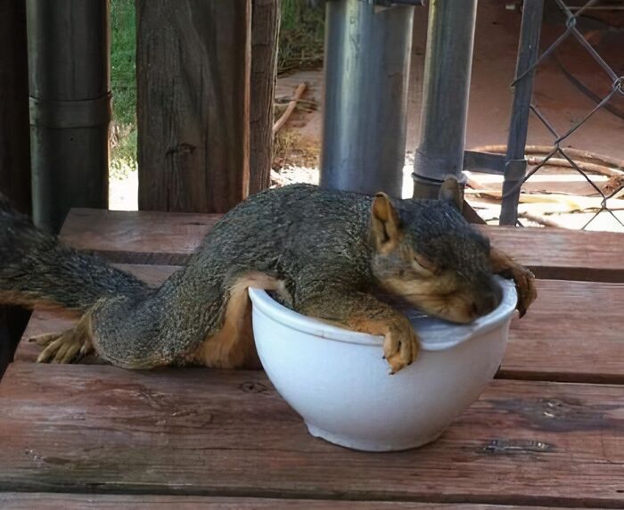 Squirrel sleeping on a bowl