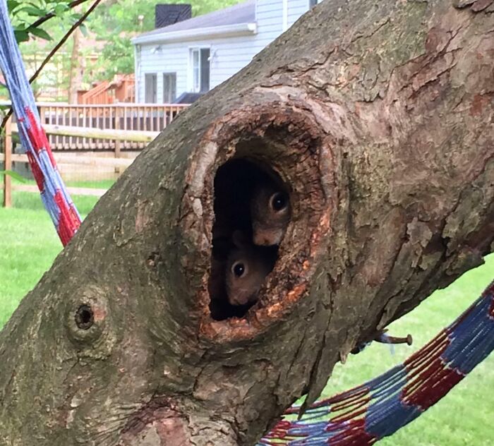 A family of squirrels sitting in the hole of tree