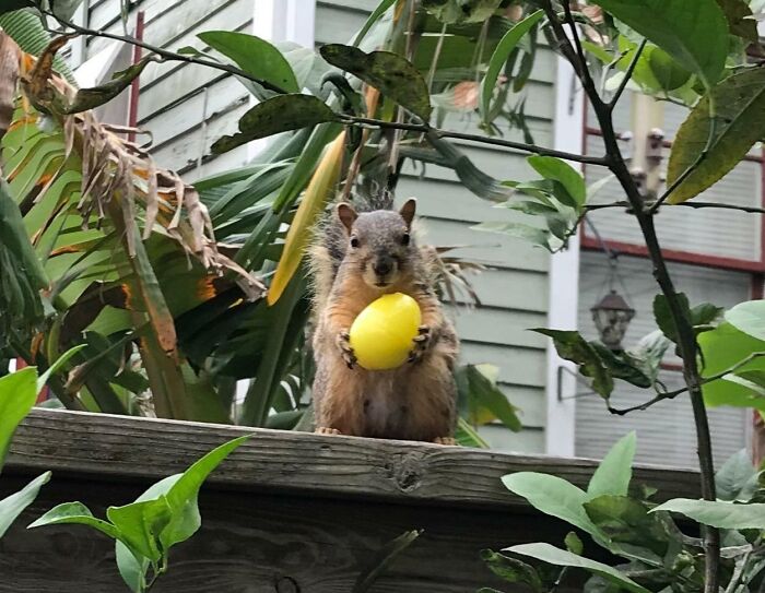 This Squirrel Found An Easter Egg