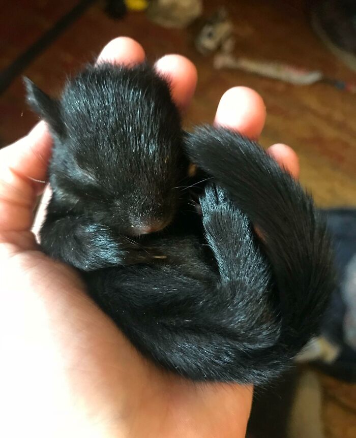 Black baby squirrel sleeping in a human palm