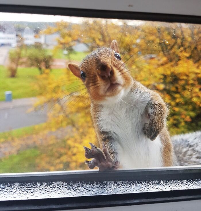 A squirrel looking out the window