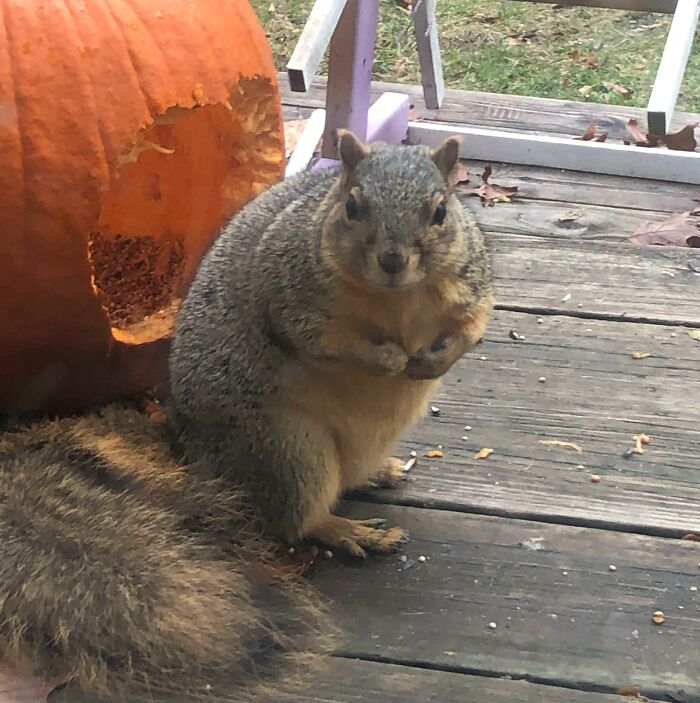 Sadie The Squirrel Has Eaten 3 Jack O’Lanterns So Far