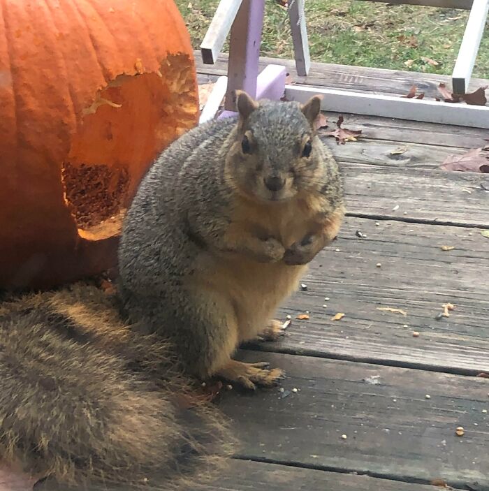 A fat squirrel standing near Jack O'Lantern