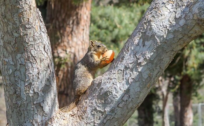 This Squirrel That Stole My Daughters Egg On Our Easter Egg Hunt