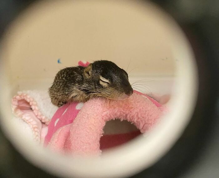 Peep Through The Tiny Hole In The Incubator To See The Sleeping Baby Rock Squirrel