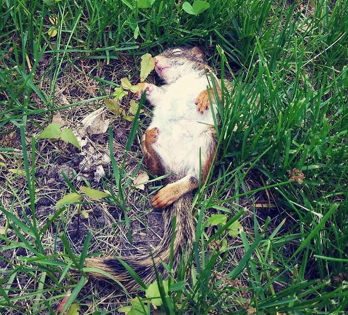 This Is Gary. I Think 5-7 Week Old Red Squirrel. I’m Rehabbing The Little Guy. His First Time Out In The Yard. He Loved It