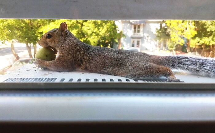 This Squirrel Splooted On My AC