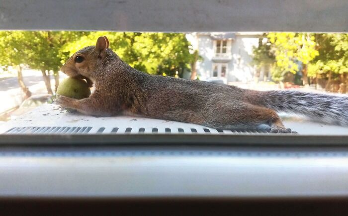 Squirrel laying down and eating apple