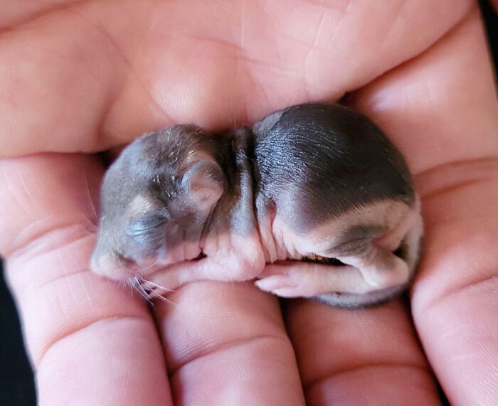 Newborn Squirrel I Rescued Today