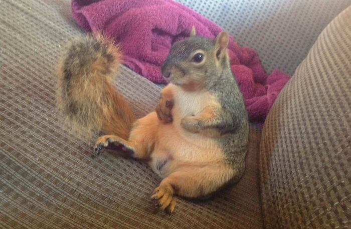 My Pet Squirrel