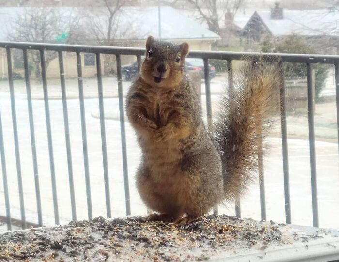 Cute Squirrel At My Apartment Doing A Heckin' Pose For Me