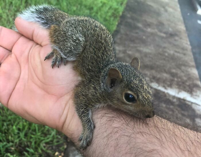 Baby Squirrel Thought I Was Dad