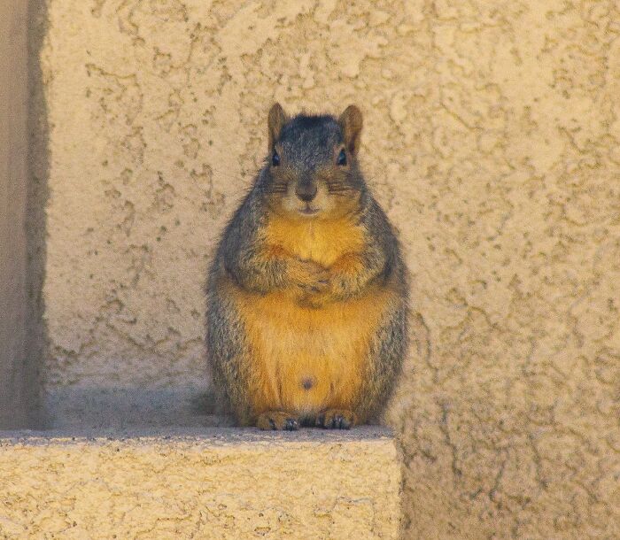 Fat little squirrel standing with his hands on his belly