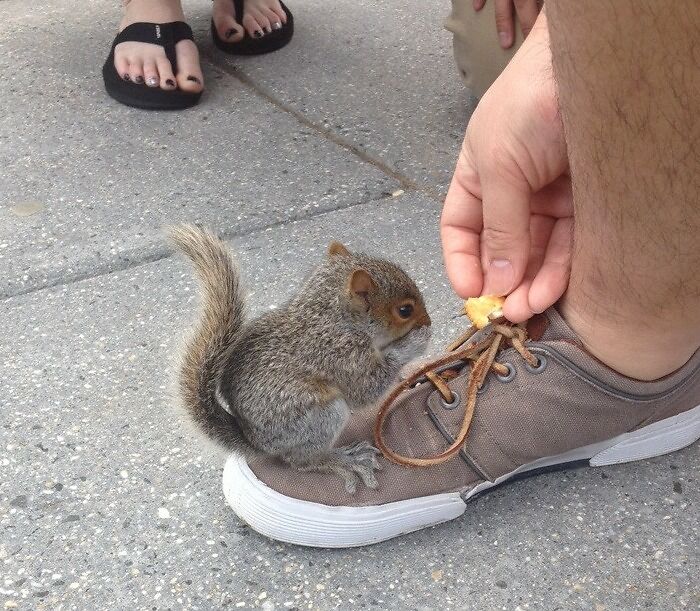 A Baby Squirrel Crawled Onto My Buddy's Shoe