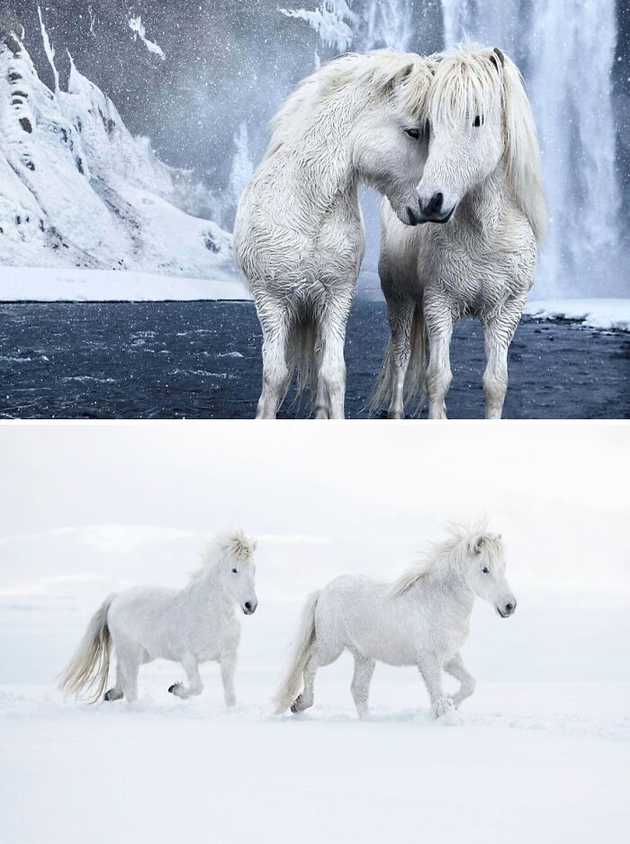 Photos of two white Iceland horses