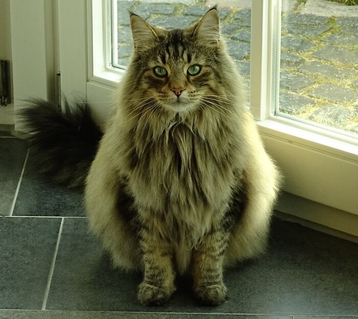 This Is A Norwegian Forest Cat. They Often Get Confused For Being Fat Or Overfeed. But They Are Actually Just Extremely Fluffy Due To The Cold Climate They Come From
