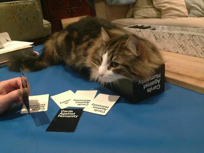Our Norwegian Forest Cat Always Gets Involved On Game Night