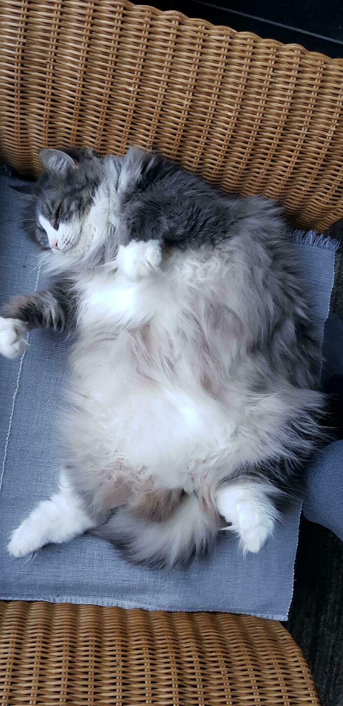 My Absolute Unit Of A Norwegian Forest Cat