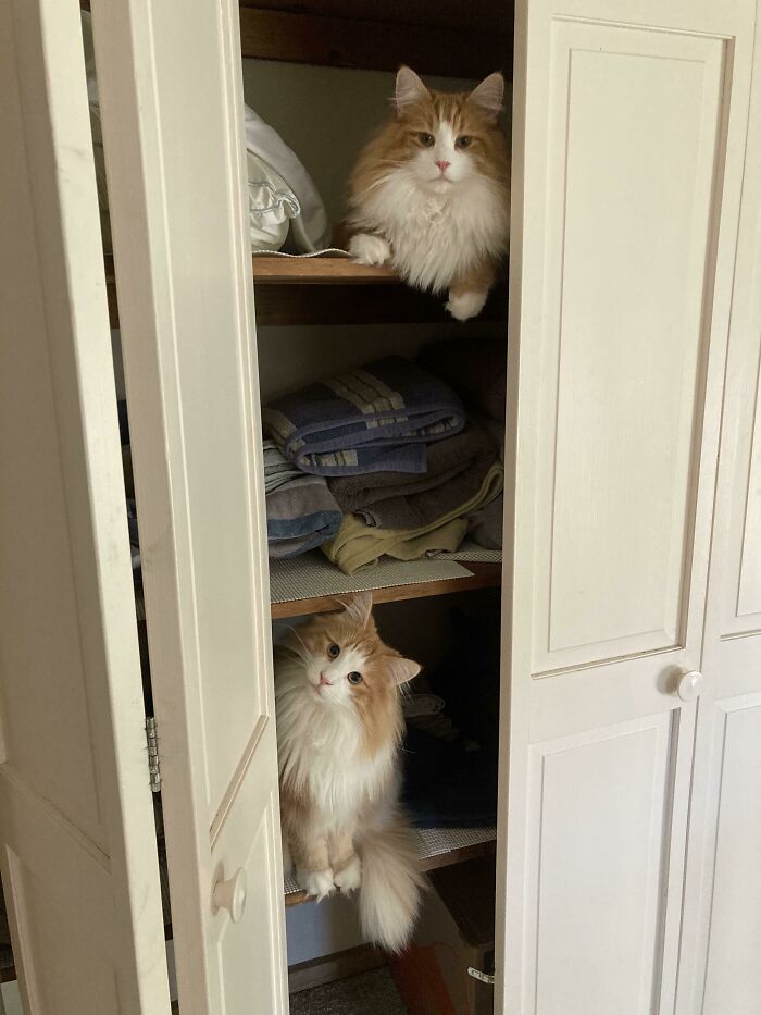 These Little Monsters Figured Out How To Open The Closet To Get Their Toys On The Top Shelf. Here They Are Acting Innocent When Caught