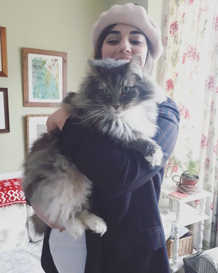 A Very Big, Very Fluffy Norwegian Boy Is 12 This Year