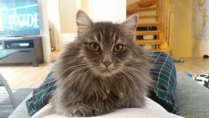 My Norwegian Forest Cat, So Much Floof!