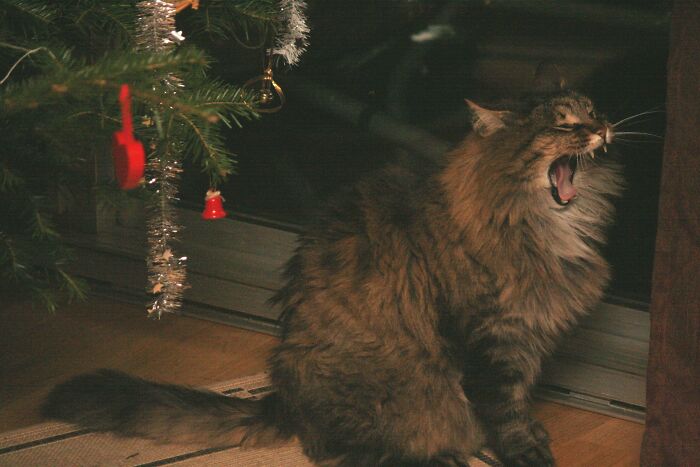 My Norwegian Forest Cat Under The Tree Last Christmas. Enthusiastic As Always