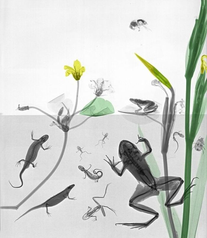 Salamanders, Frogs, Bumblebee, Water Beetle, Sword Flag And Water Gentian⁠