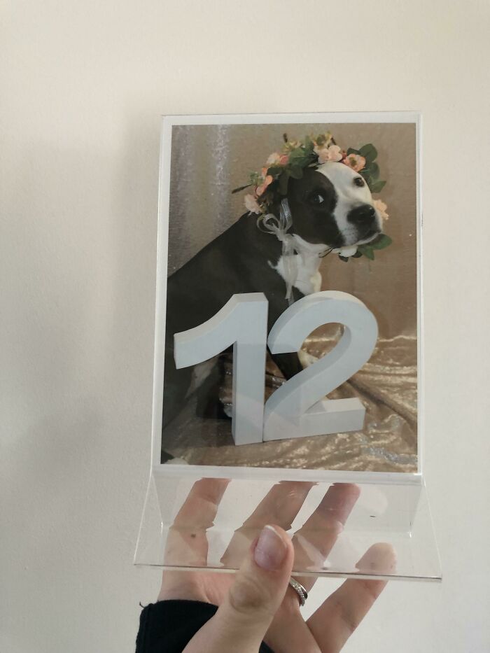 Photographed My Dogs For My DIY Table Numbers 