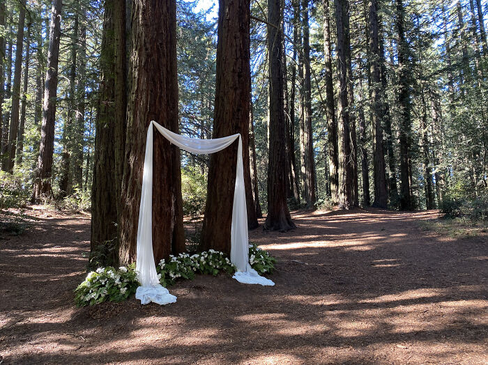 Our DIY Tiny Wedding In The Redwoods