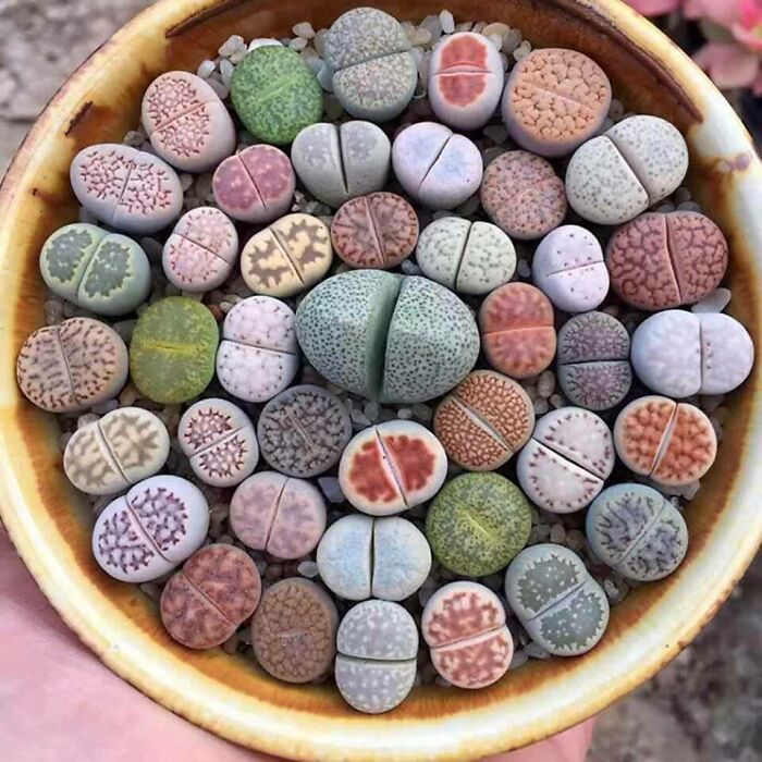 Lithops Are South African Plants That Have Evolved To Look Like Stones