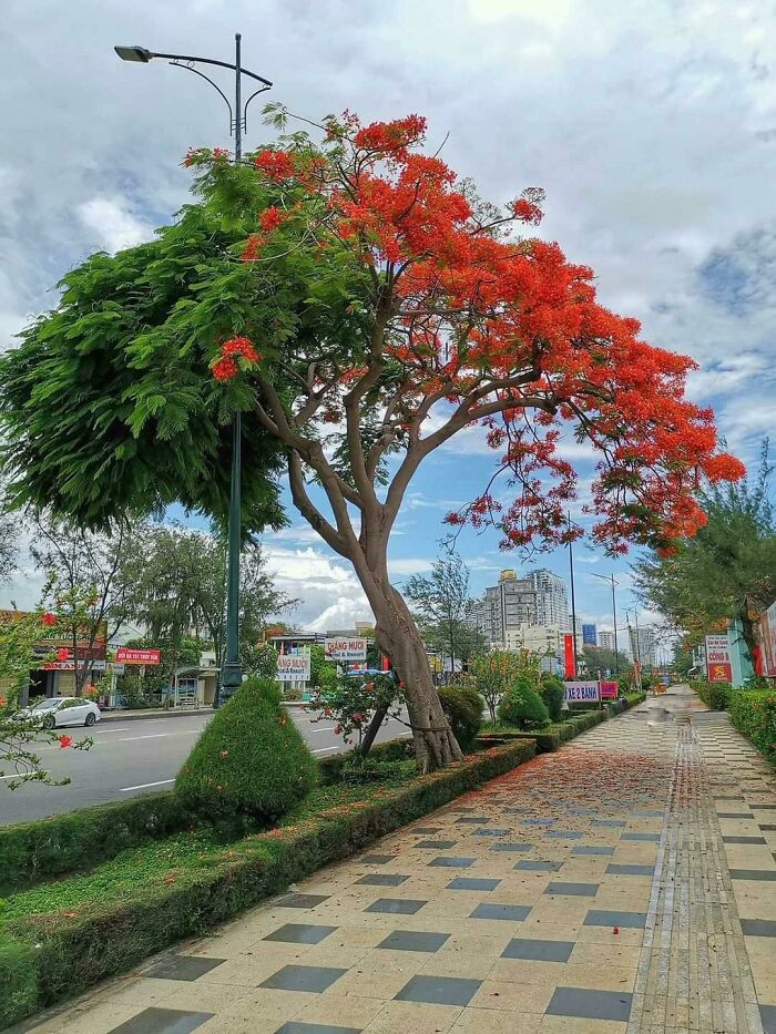 This Bicolor Tree