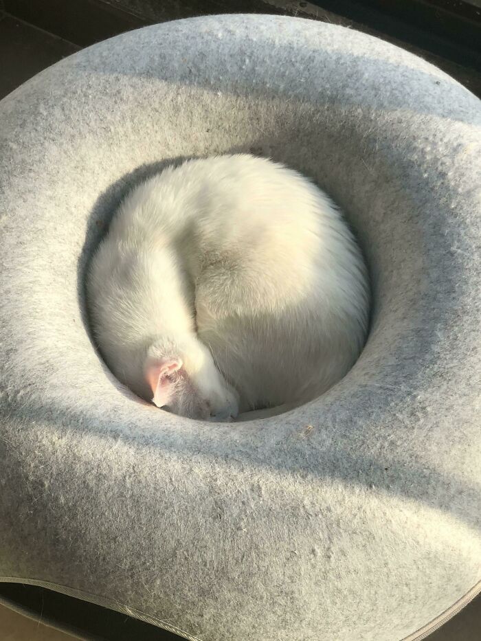 My Friend’s Sleeping Cat