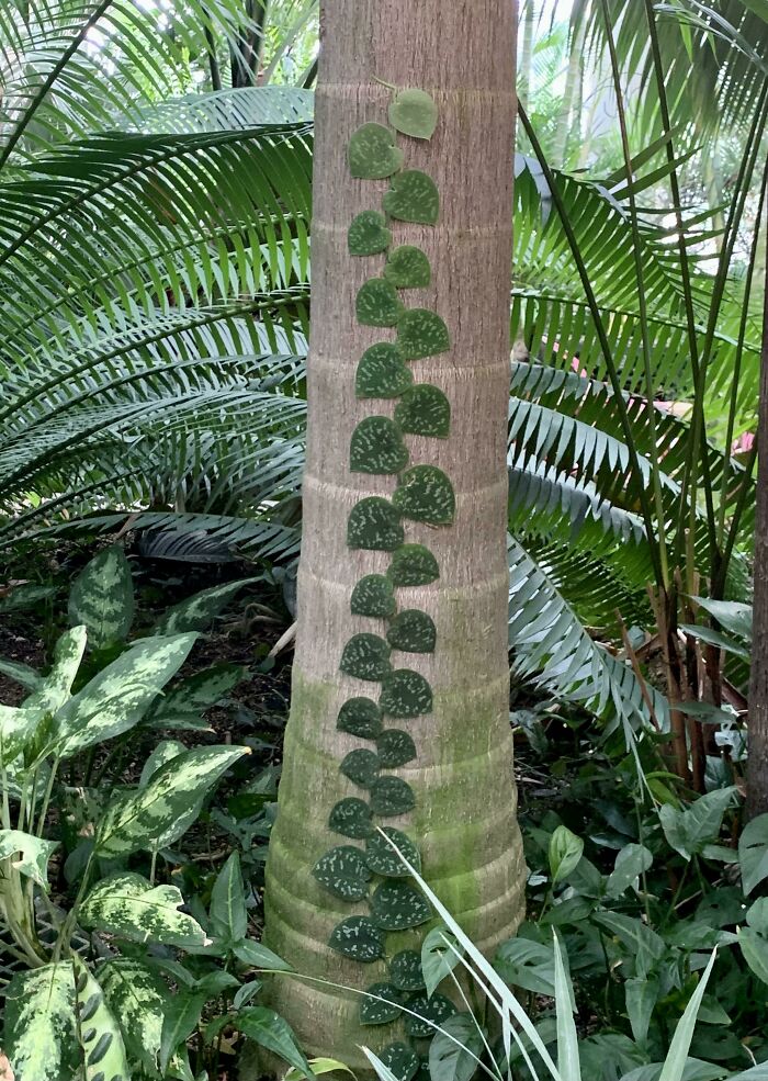 This Plant Growing Up A Palm Tree
