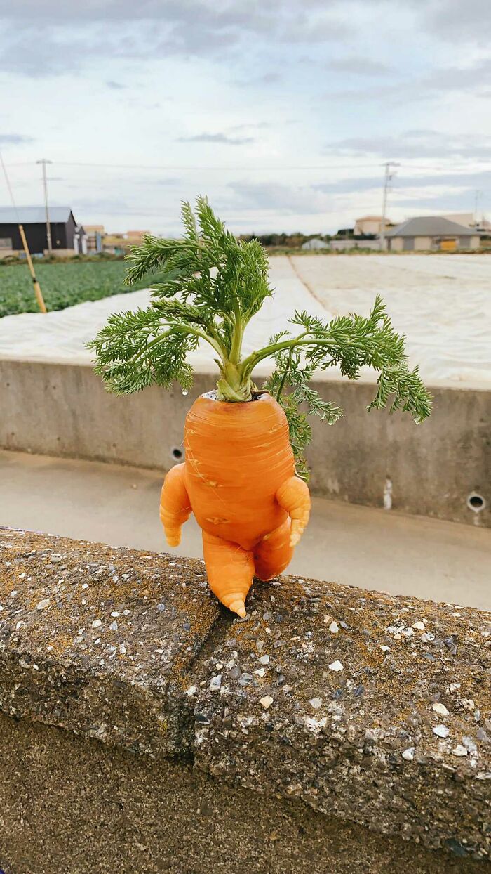 The Deformities In This Carrot Make It Look Like It's Walking