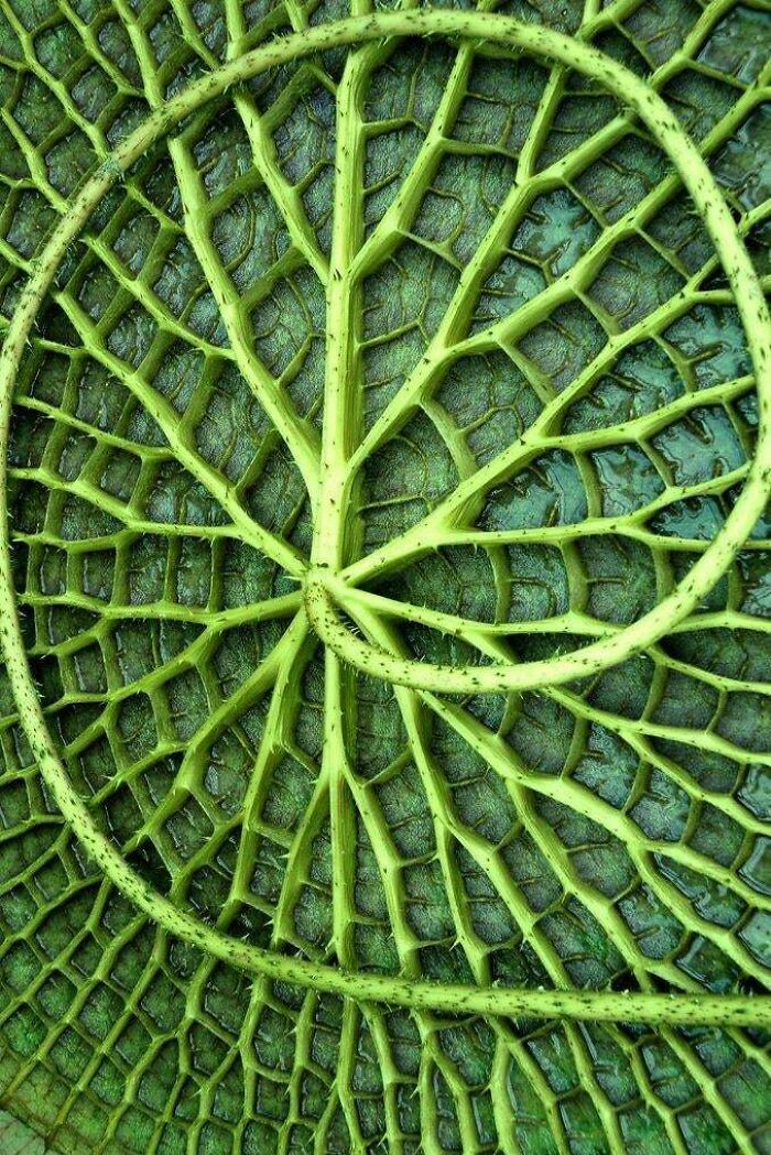 The Underside Of A Lily Pad