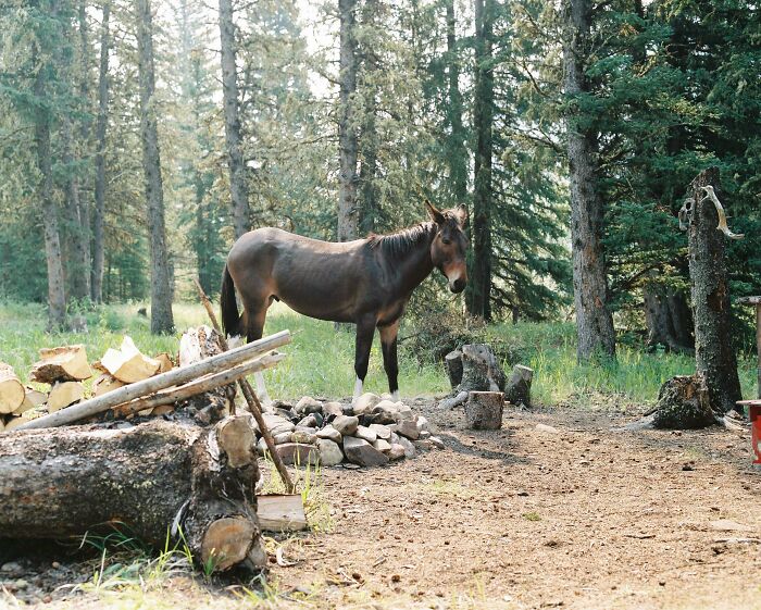 Moose Hanging Out In Camp - Taken On An Old Film Camera