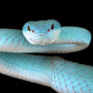 sarahbellis_1 avatar