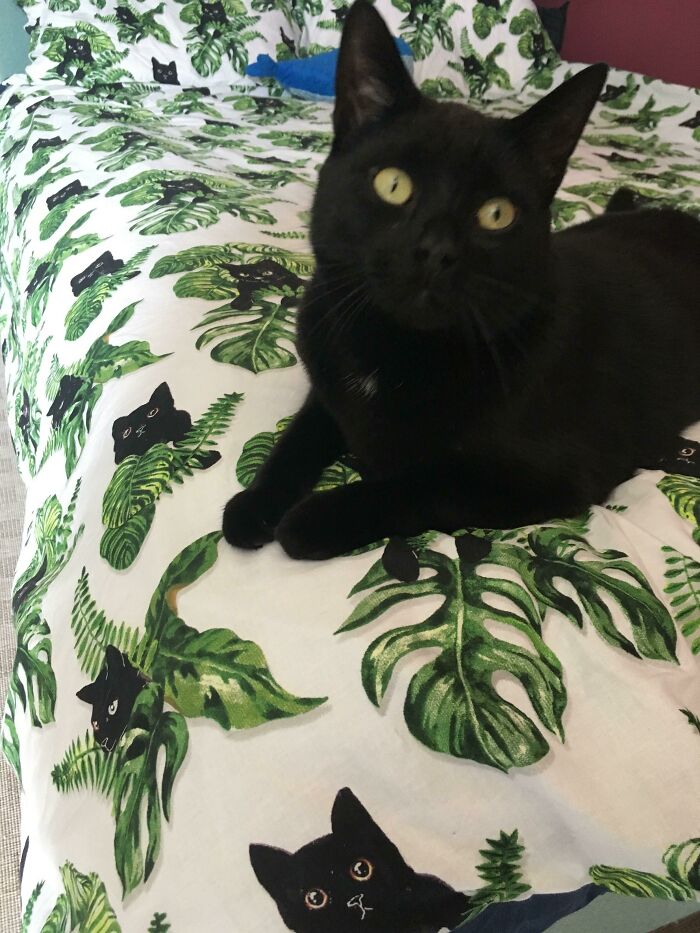 My Little Buddy On New Bedsheets Featuring His Lookalikes