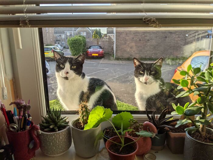 My Window, Not My Cats