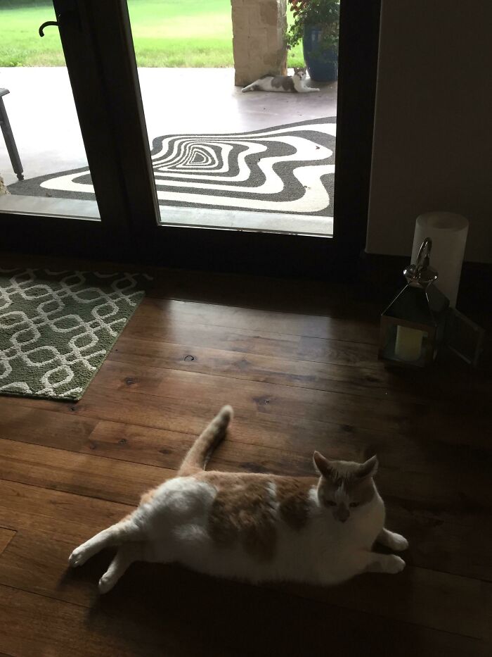 Lookalike Cat Shows Up And Lines Up With Our Cat