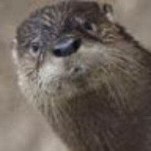 ottergoldmistwalker avatar