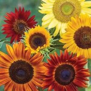 thegainesgang avatar