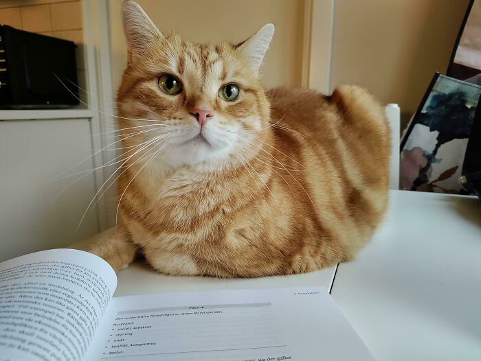 My Chubby Orange Study Buddy