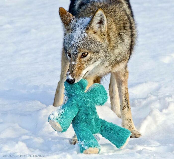 Un coyote salvaje encuentra un viejo juguete para perros y se lo lleva