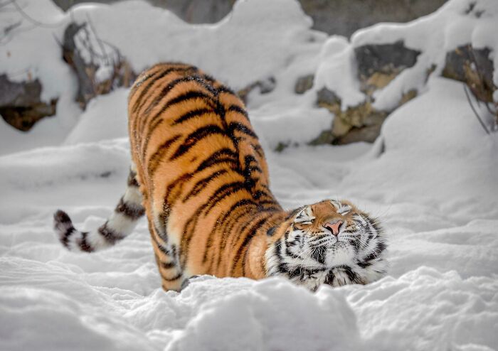 Un tigre en la nieve