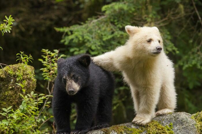 On The Coast Of British Columbia A Mutation Causes Some Black Bears To Be Born White. These Are Known As "Spirit Bears" And Have A Prominent Place In First Nations Oral Traditions