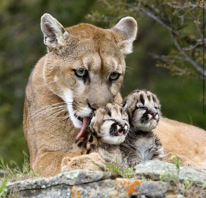 Bath Time With Mama Mountain Lion And Her Tiny Cubs
