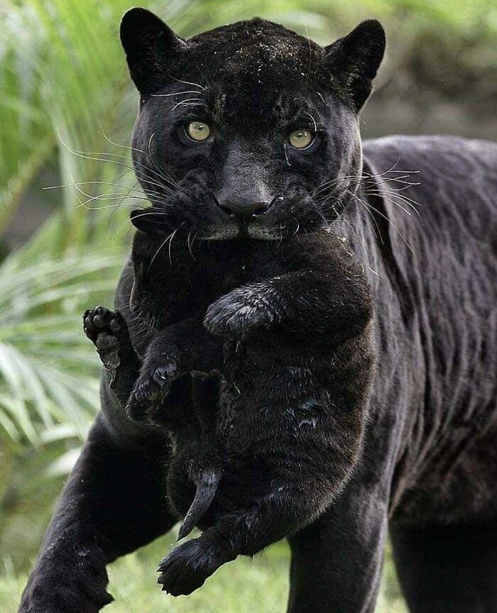 Black Panther Carrying Cub