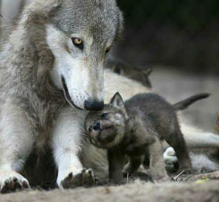 Little Wolf Pup And Mum